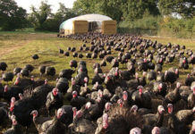 Đặc điểm của giống gà tây. Mô hình làm giàu từ nuôi gà tây Mô hình nuôi gà tây làm giàu. Đặc điểm, tập tính của gà tây thuần chủng