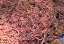 Nên cho lươn ăn gì? Các loại thức ăn tự nhiên & thức ăn công nghiệp cho lươn Thức ăn cho lươn. Thức ăn tự nhiên & thức ăn công nghiệp cho lươn