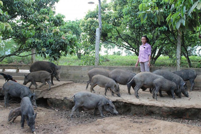 Giá lợn mán giống và thịt. Trang trại bán lợn mán giống uy tín