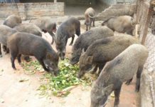 Trang trại mua bán heo rừng giống. Giá heo rừng giống và thịt hiện nay Mua bán heo rừng giống thuần chủng. Giá heo rừng giống và thịt hiện nay