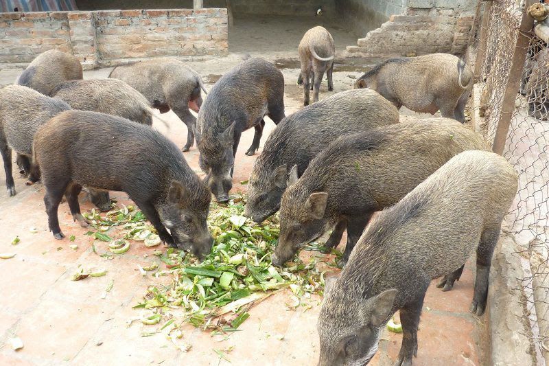 Độc đáo mô hình chăn nuôi lợn rừng và trồng cây cảnh