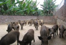 Giống lợn rừng Thái Lan. Những nông dân làm giàu từ nuôi lợn rừng Thái Giống lợn rừng Thái Lan. Nông dân làm giàu từ nuôi lợn rừng Thái