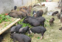 Lợn Mán – Lợn Mường Khương. Kỹ thuật nuôi lợn mán cơ bản Lợn Mán - Lợn Mường Khương. Kỹ thuật nuôi lợn mán cơ bản