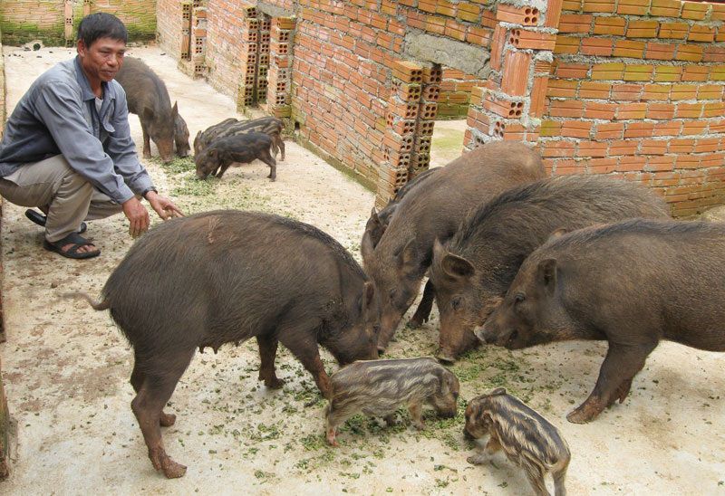 Kỹ thuật nuôi lợn rừng thịt & sinh sản. Cách nuôi heo rừng làm giàu