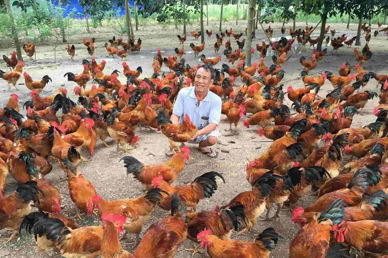 Trang trại nuôi gà thả vườn. Chi phí xây dựng trang trại gà thả vườn