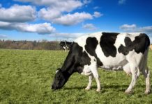 Các giống bò sữa ở Việt Nam hiện nay. Giá tinh trùng bò sữa giống Các giống bò sữa ở Việt Nam hiện nay. Giá tinh trùng bò sữa giống