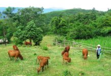 Hướng dẫn cách trồng cỏ nuôi bò. Các giống cỏ nuôi bò tốt nhất Hướng dẫn cách trồng cỏ nuôi bò. Các giống cỏ nuôi bò tốt nhất