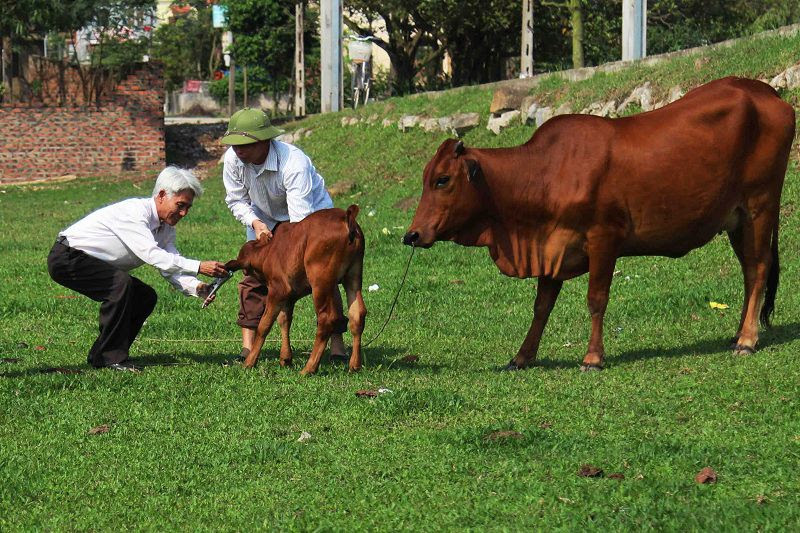 Giá bò giống và giá bò thịt hiện nay. Các trang trại mua bán bò giống trên cả nước