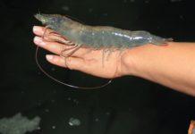 Giá tôm thẻ chân trắng giống và thịt. Nơi bán tôm thẻ chân trắng giống Giá tôm thẻ chân trắng giống và thịt. Nơi bán tôm thẻ chân trắng giống