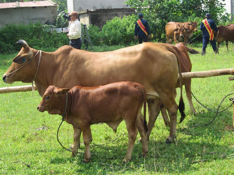 Kỹ thuật nuôi bò sinh sản. Mô hình chăn nuôi bò sinh sản nhốt chuồng