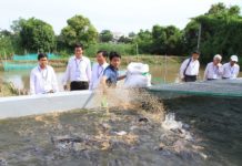 Kỹ thuật nuôi cá lóc trong bể xi măng. Mô hình nuôi cá lóc hiệu quả Cá lóc ăn gì? Thức ăn tự nhiên và thức ăn công nghiệp cho cá lóc