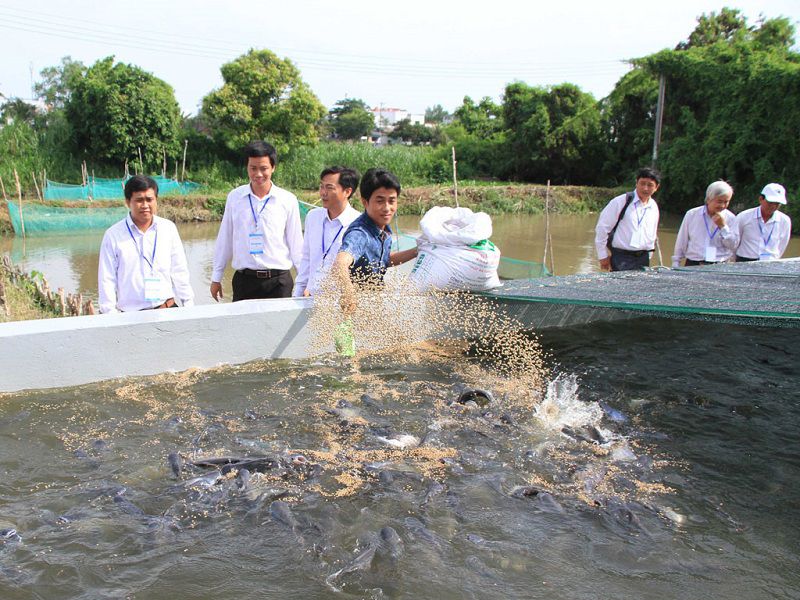 Kỹ thuật nuôi cá trong bể xi măng theo công nghệ mới, năng suất cao