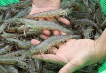 Kỹ thuật nuôi tôm thẻ chân trắng nước ngọt. Thức ăn cho tôm thẻ chân trắng Kỹ thuật nuôi tôm thẻ chân trắng. Thức ăn cho tôm thẻ chân trắng