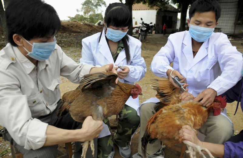 Lịch tiêm phòng cho gà thả vườn. Phòng bệnh cho đàn gà thả vườn