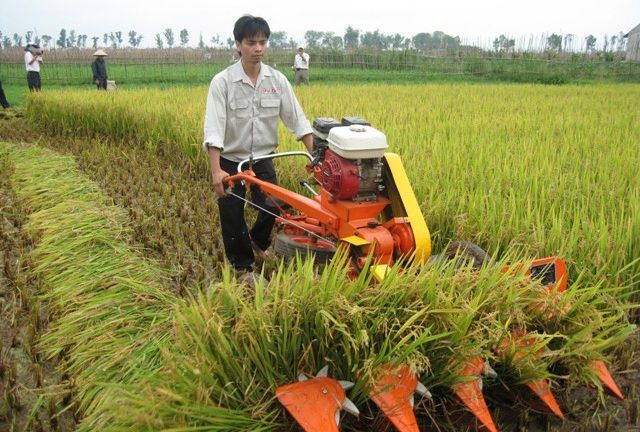 Mua bán máy gặt lúa giá bao nhiêu? Giá máy gặt lúa xếp dãy và cầm tay