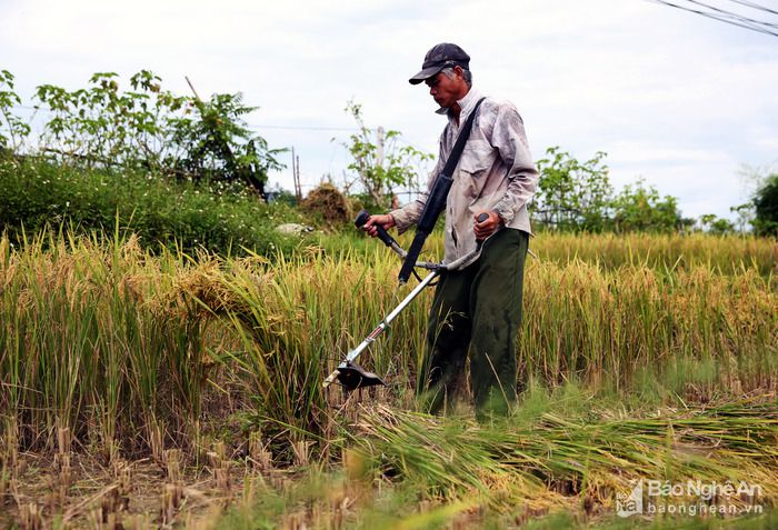 Giá máy cắt lúa mini cầm tay. Giá máy cắt lúa (gặt đập liên hợp) Kubota