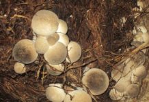 Cách trồng nấm rơm. Chi tiết kỹ thuật trồng nấm rơm năng suất cao Cách trồng nấm rơm. Kỹ thuật trồng nấm rơm hiệu quả kinh tế cao