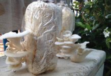 Giá nấm sò (nấm bào ngư). Kỹ thuật trồng nấm sò. Cách chăm sóc nấm sò Giá nấm sò (nấm bào ngư). Quy trình kỹ thuật trồng & chăm sóc nấm sò