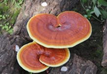 Giá phôi nấm linh chi. Nơi bán phôi nấm linh chi uy tín Giá nấm linh chi các loại. Địa chỉ bán nấm linh chi giống uy tín trên cả nước