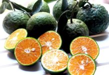 Giá cam sành trên thị trường & tại vườn. Địa chỉ mua giống cam sành Giá cam sành trên thị trường & bán tại vườn. Mua giống cam sành ở đâu?