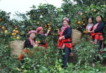 Cam sành Hàm Yên. Kỹ thuật trồng và chăm sóc cam sành Hàm Yên Cam sành Hàm Yên. Kỹ thuật trồng và chăm sóc cam sành Hàm Yên