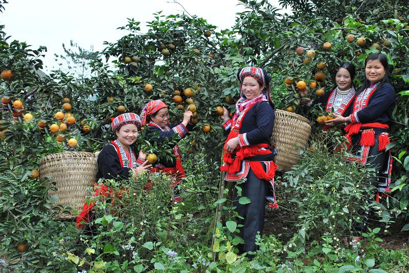 Cam sành Hàm Yên. Kỹ thuật trồng và chăm sóc cam sành Hàm Yên