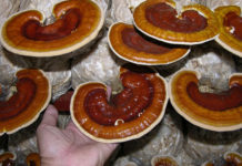 Cách trồng nấm linh chi đỏ. Mô hình, kỹ thuật trồng nấm linh chi đỏ năng suất cao Cách trồng nấm linh chi. Mô hình và kỹ thuật trồng nấm linh chi năng suất cao