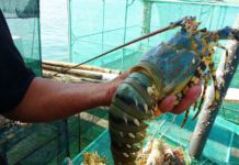 Các loại tôm hùm giá trị kinh tế cao. Giá tôm hùm thương phẩm