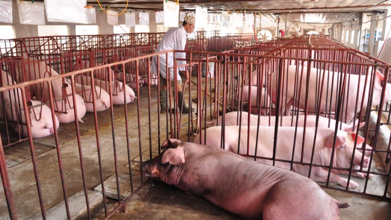 Những mô hình chăn nuôi lợn không bị mất giá