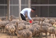 Kỹ thuật nuôi đà điểu thịt: chuồng nuôi, thức ăn, phòng bệnh,… Mô hình nuôi Đà điểu. Kỹ thuật nuôi Đà điểu cho hiệu quả kinh tế cao nhất