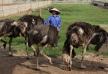 Đà điểu ăn gì? Các loại thức ăn cho đà điểu. Cách cho đà điểu ăn Nên cho đà điểu ăn gì? Các loại thức ăn cho đà điểu. Cách cho đà điểu ăn