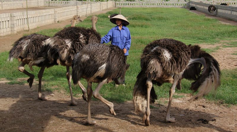 Kỹ thuật nuôi đà điểu thịt. Chuồng nuôi đà điểu. Thức ăn cho đà điểu