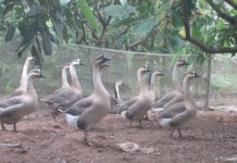 Kỹ thuật nuôi ngỗng thịt. Thức ăn cho ngỗng thịt. Cách làm chuồng nuôi ngỗng,…