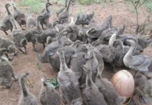 Cho ngỗng ăn gì? Thức ăn cho ngỗng thịt. Cách vỗ béo ngỗng nhanh lớn Cho ngỗng ăn gì? Thức ăn cho ngỗng thịt. Cách vỗ béo ngỗng nhanh lớn