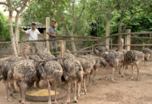 Giá đà điểu giống. Trang trại mua bán đà điểu giống uy tín Giá đà điểu giống. Trang trại mua bán đà điểu giống Bắc, Trung, Nam