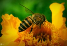 Kỹ thuật nuôi ong mật: Chọn ong giống, Làm thùng nuôi ong, Thức ăn cho ong mật Kỹ thuật nuôi ong mật: Cách làm thùng nuôi ong, Thức ăn cho ong mật,...