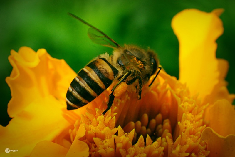 Kỹ thuật nuôi ong mật: Cách làm thùng nuôi ong, Thức ăn cho ong mật,...