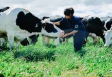 Chi phí đầu tư trang trại bò sữa. Một số nông trại bò sữa điển hình Chi phí đầu tư, sản xuất sữa bò tại trại. Một số trang trại bò sữa điển hình