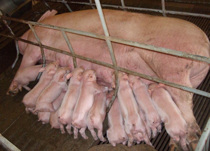 Các bệnh thường gặp ở lợn con mới đẻ. Cách chữa bệnh cho lợn con 