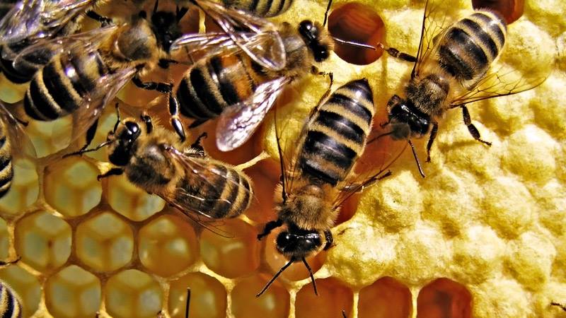 Giá mật ong nuôi và ong mật giống. Địa chỉ mua ong mật giống uy tín trên toàn quốc