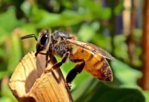 Giá mật ong nuôi và ong mật giống. Địa chỉ mua ong mật giống uy tín trên toàn quốc Giá mật ong nuôi và ong mật giống. Địa chỉ mua ong mật giống uy tín trên toàn quốc