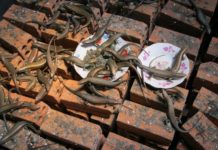 Kỹ thuật nuôi rắn mối sinh sản. Thức ăn cho rắn mối. Chuồng nuôi rắn mối Kỹ thuật nuôi rắn mối sinh sản. Thức ăn cho rắn mối. Chuồng nuôi rắn mối