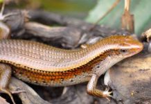 Giá rắn mối thịt và giá rắn mối giống. Trang trại bán rắn mối giống trên cả nước Giá rắn mối thịt. Giá rắn mối giống. Trang trại bán rắn mối giống toàn quốc