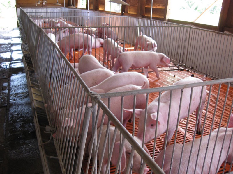 Mô hình nuôi lợn sạch VietAP: Thức ăn nuôi lợn sạch, Cách làm chuồng trại,...