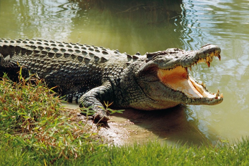 Kỹ thuật nuôi cá sấu lấy thịt và da. Chi phí đầu tư trang trại nuôi cá sấu