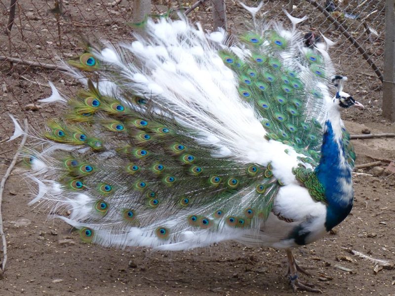 Bán - chim trĩ 7 màu,chim công và gà lôi vằn | Diễn đàn Nông nghiệp Việt Nam