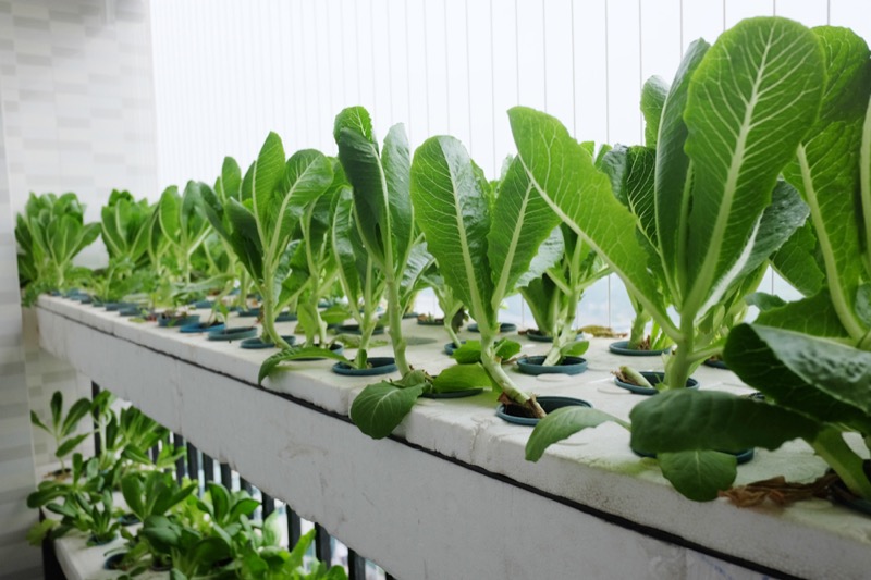 Giá kệ trồng rau tiết kiệm không gian nhà  Smart Garden