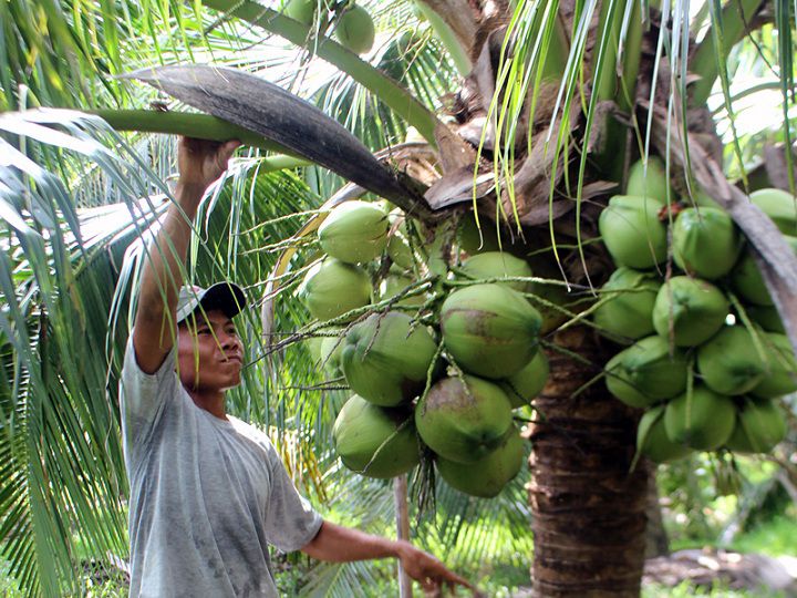 Giá bán dừa xiêm lùn quả và cây giống. Kỹ thuật trồng dừa xiêm lùn