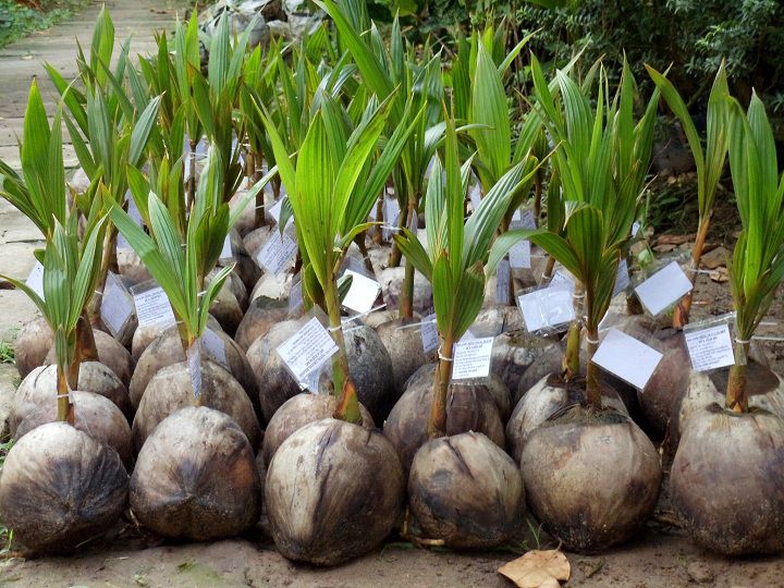 Giá bán dừa xiêm lùn quả và cây giống. Kỹ thuật trồng dừa xiêm lùn