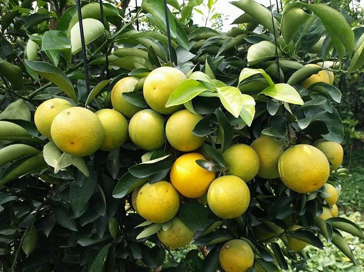 Giá cam xoàn quả và cây giống. Kỹ thuật trồng cam xoàn năng suất cao